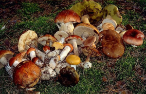 Ароматные лесные грибы фото | Ароматные лесные грибы